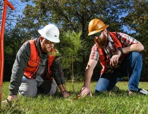 Foresters plant a seedling