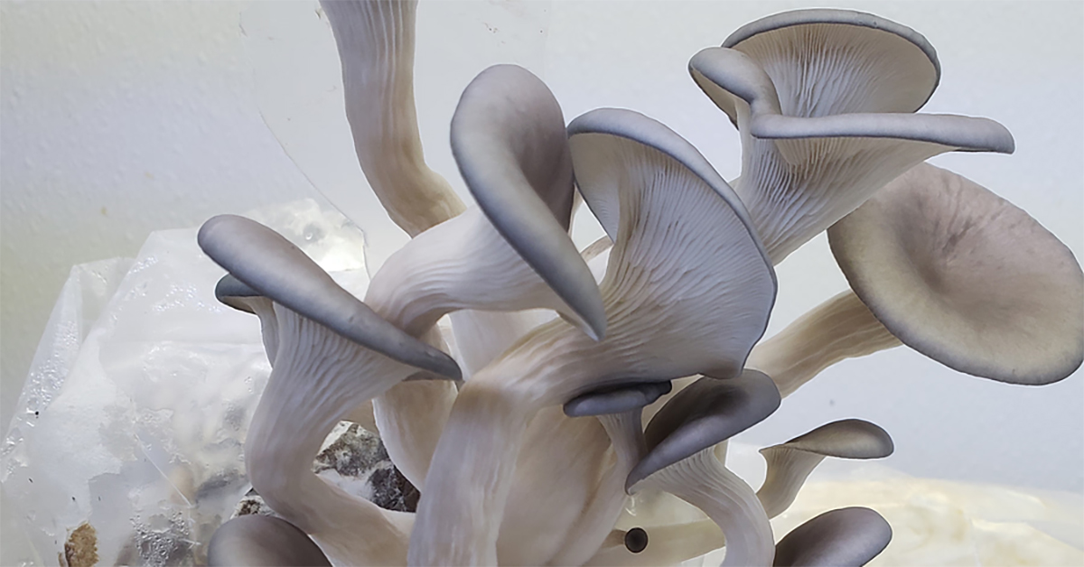 White oyster mushrooms